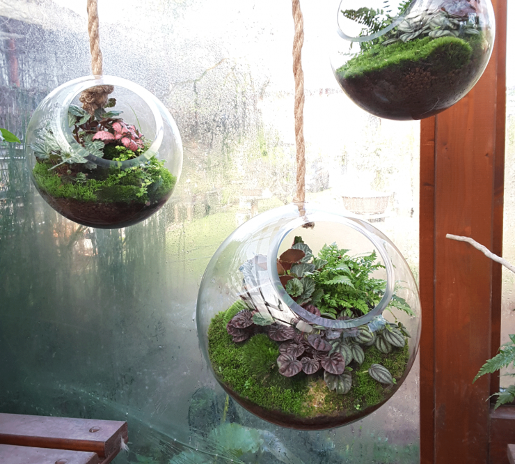 Gallery Biosfera da interno grande 1 - biosfera-da-interno-grande-1.png