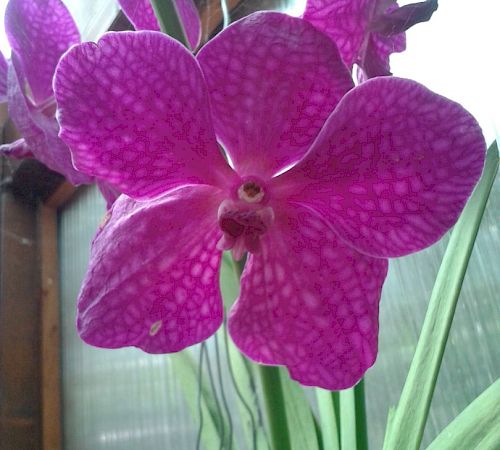 Gallery Vanda - vanda.jpg