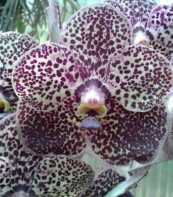 Vanda