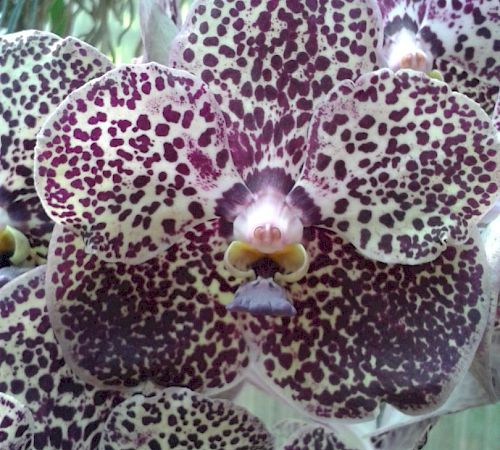 Gallery Vanda - vanda_1.jpg
