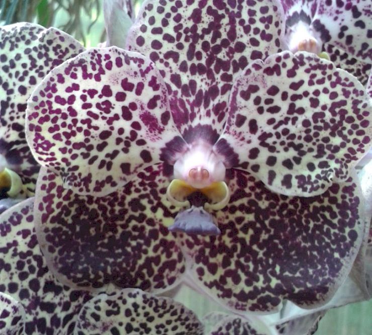 Gallery Vanda - vanda_1.jpg