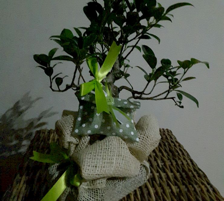 Gallery Bomboniere con ficus miste - bomboniere-con-ficus-miste-1.jpg