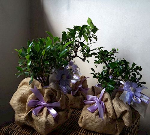 Gallery Bomboniere con ficus miste - bomboniere-con-ficus-miste-b.jpg