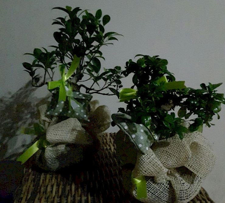 Gallery Bomboniere con ficus miste - bomboniere-con-ficus-miste-c.jpg