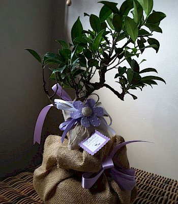 Bomboniere con ficus miste