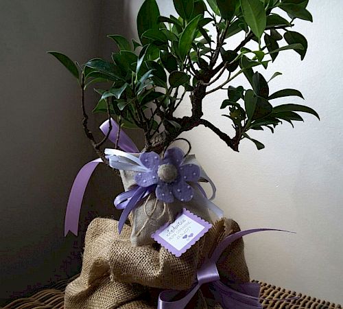 Gallery Bomboniere con ficus miste - bomboniere-con-ficus-miste.jpg