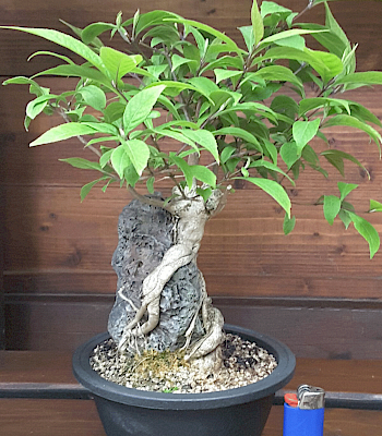 Callicarpa (su roccia)