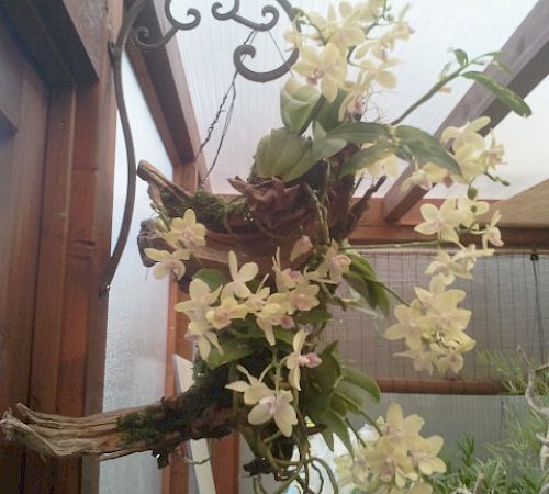 Gallery Cattleya - cattleya.jpg